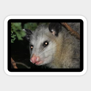 Possum Sticker